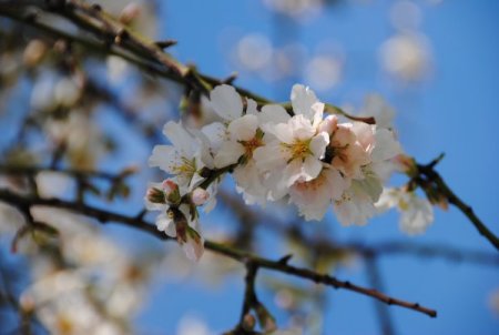 Side'de badem ağaçları çiçek açtı