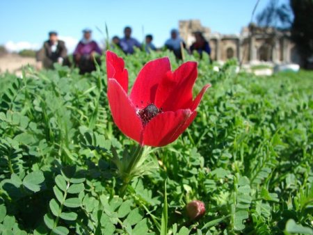 Side'de bitki çeşitliliğinin korunması için at ve deve turları yasaklandı