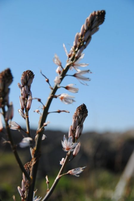 Side'de bitki çeşitliliğinin korunması için at ve deve turları yasaklandı