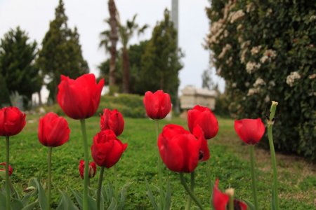 Side'de laleler turizm beldesini renklendirdi