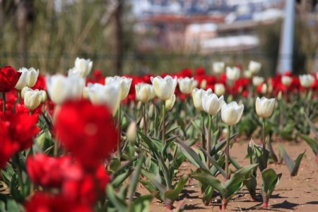 Side'de laleler turizm beldesini renklendirdi
