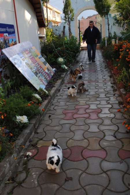 Side'de Sokak Köpeklerini Sahiplenme Kampanyası