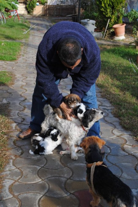 Side'de Sokak Köpeklerini Sahiplenme Kampanyası