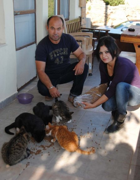 Sideli hayvansever çift sokak kedilerine sahip çıkıyor