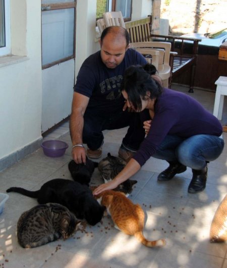 Sideli hayvansever çift sokak kedilerine sahip çıkıyor