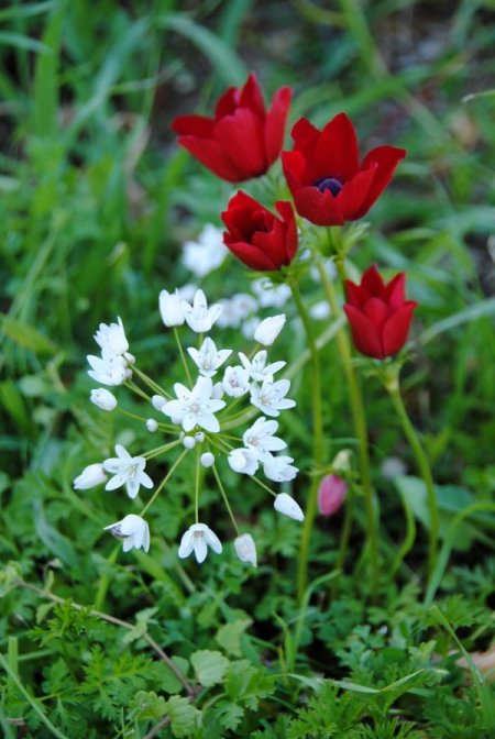 Side'ye erken gelen bahar, doğa ve eko turlarını artırdı