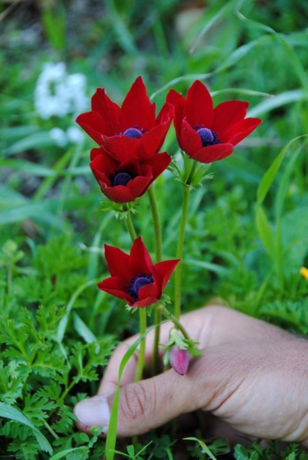 Side'ye erken gelen bahar, doğa ve eko turlarını artırdı