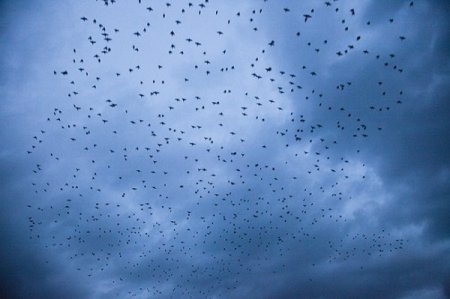 Sığırcık kuşlarının dansı hayran bıraktı