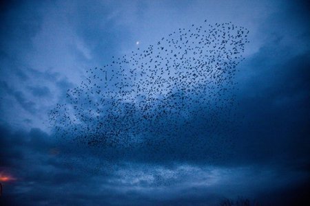 Sığırcık kuşlarının dansı hayran bıraktı