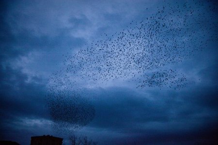 Sığırcık kuşlarının dansı hayran bıraktı