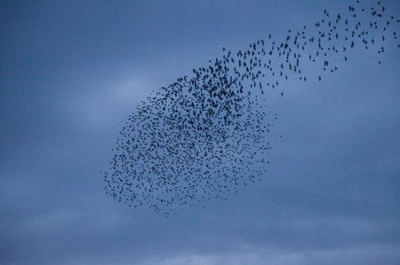 Sığırcık kuşlarının dansı hayran bıraktı