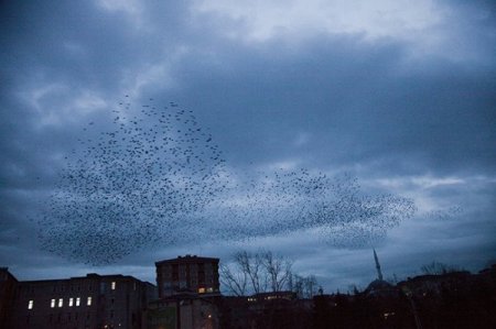 Sığırcık kuşlarının dansı hayran bıraktı