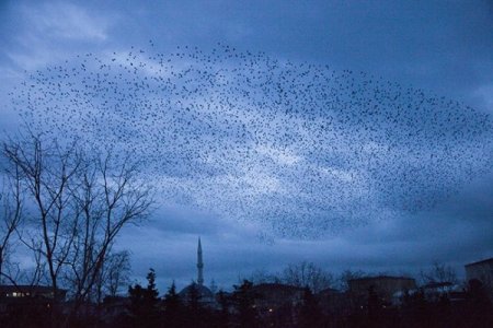 Sığırcık kuşlarının dansı hayran bıraktı