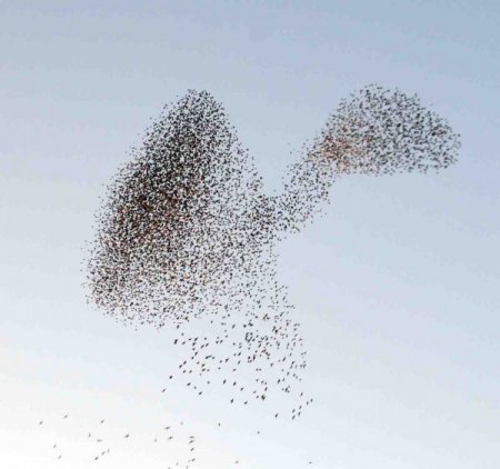 Sığırcık Kuşlarının Gökyüzündeki Dansı