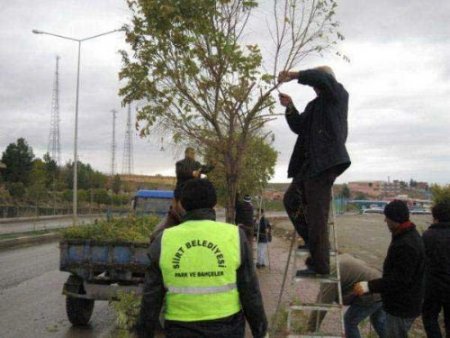 Siirt Belediyesi Ağaçları Budamaya Başladı