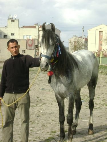 Siirt'in At Tutkunları Dernekleşmek İstiyor