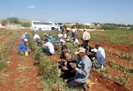 Siirtli Çiftçiler Meyvecilik Aşılama Eğitimine Katıldı