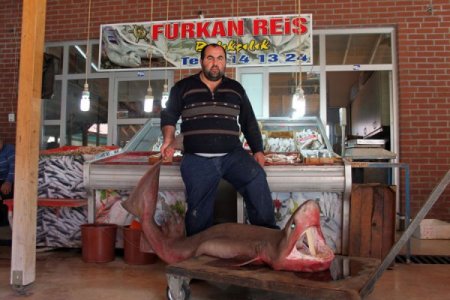 Silifke'de 4 metrelik köpekbalığı yakalandı