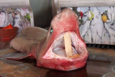 Silifke'de 4 metrelik köpekbalığı yakalandı