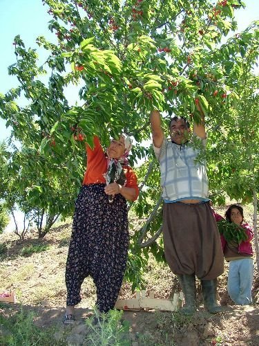 Silifke'de Bin 35 Dönüm Arazide 310 Ton Kiraz Üretildi