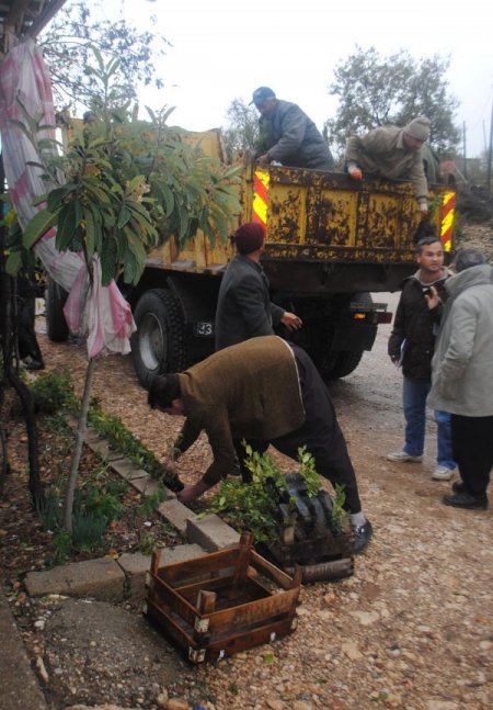 Silifke'de Köylülere Fidan Desteği Sağlandı