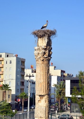 Silifke'de leylekler tarihi yerleri mesken tuttu