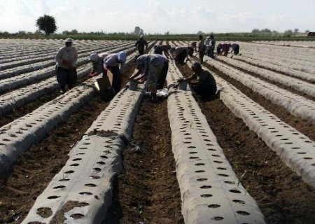 Silifke'de Yeni Sezon Çilek Üretimi İçin Hazırlıklar Tamamlandı
