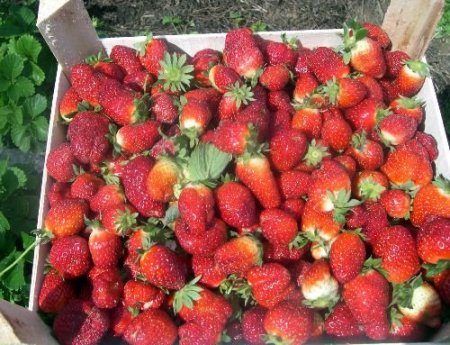 Silifke'de Yeni Sezon Çilek Üretimi İçin Hazırlıklar Tamamlandı