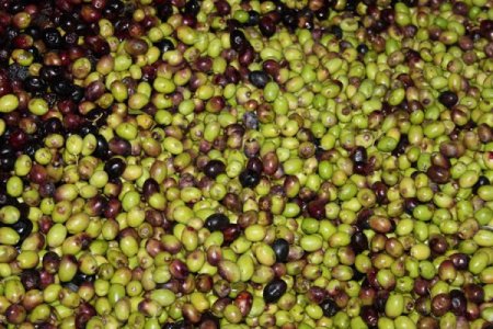 Silifke’de zeytinde 21 ton rekolte bekleniyor