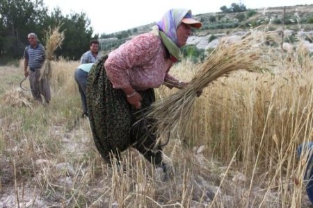 Silifkeli çiftçiler, sarp arazideki ekinlerini orakla biçiyor