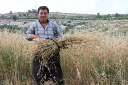 Silifkeli çiftçiler, sarp arazideki ekinlerini orakla biçiyor