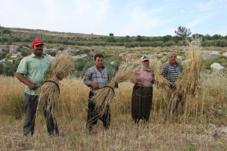 Silifkeli çiftçiler, sarp arazideki ekinlerini orakla biçiyor