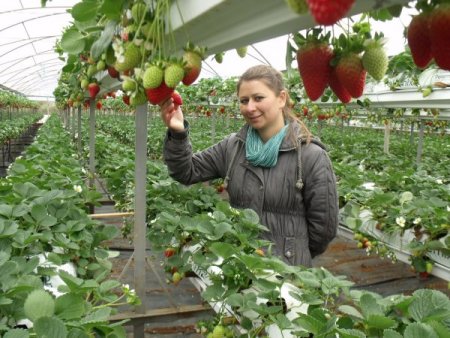 Silifkeli Çiftçiler Çilek Hasadını 8 Aya Çıkardı