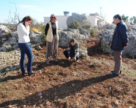 Silifkeli Çiftçilere Dağıtılan Defne Fidanları Toprakla Buluştu