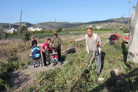 Silifke’nin poyrazı ağaç dallarını kestiriyor