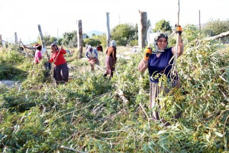 Silifke’nin poyrazı ağaç dallarını kestiriyor