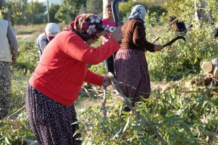 Silifke’nin poyrazı ağaç dallarını kestiriyor