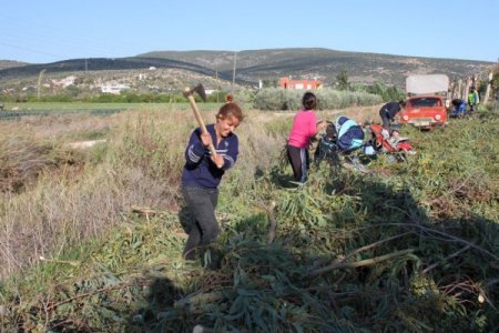 Silifke’nin poyrazı ağaç dallarını kestiriyor