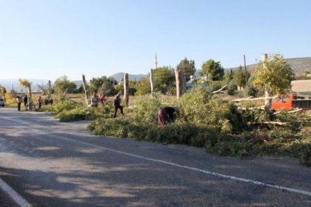 Silifke’nin poyrazı ağaç dallarını kestiriyor