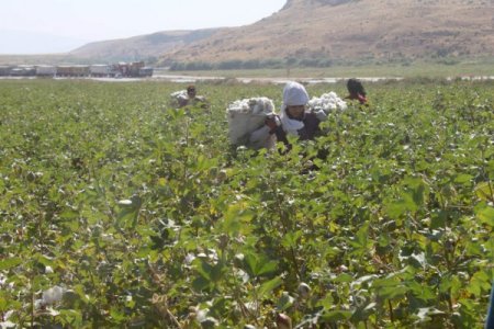 Silopi ovasında pamuk hasadı başladı