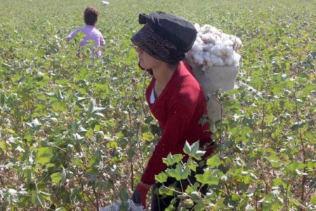 Silopi ovasında pamuk hasadı başladı