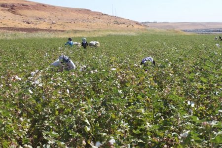 Silopi ovasında pamuk hasadı başladı