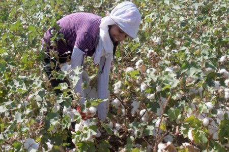 Silopi ovasında pamuk hasadı başladı