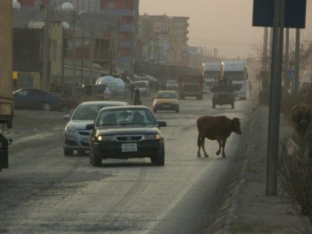 Silopi’de Başıboş İnekler Kazalara Davetiye Çıkartıyor