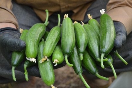 Silor 0,9 liraya düştü, üretici tohum parasını kurtarmanın peşinde