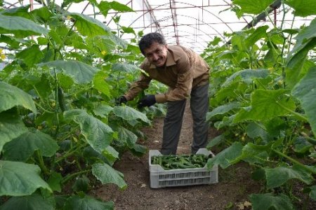 Silor 0,9 liraya düştü, üretici tohum parasını kurtarmanın peşinde