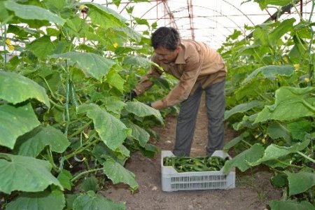 Silor 0,9 liraya düştü, üretici tohum parasını kurtarmanın peşinde