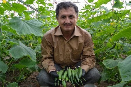 Silor 0,9 liraya düştü, üretici tohum parasını kurtarmanın peşinde