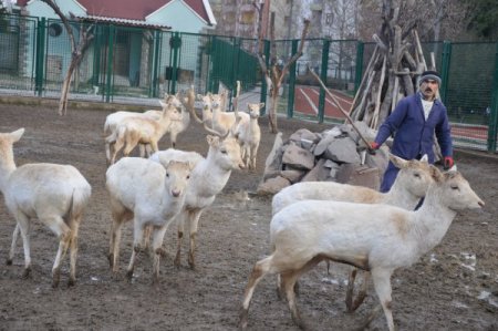 Sincan Evcil Hayvanlar Parkı ziyaretçilerini bekliyor