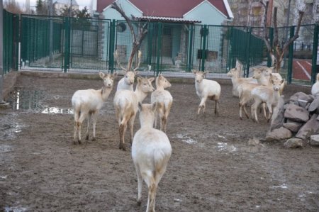 Sincan Evcil Hayvanlar Parkı ziyaretçilerini bekliyor